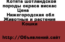 Котята шотландской породы окраса вискас › Цена ­ 2 000 - Нижегородская обл. Животные и растения » Кошки   